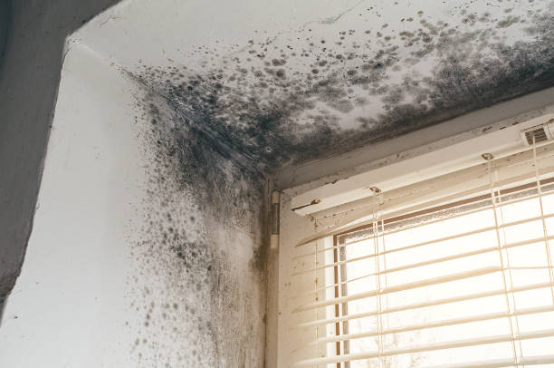 Affordable Mold Cleanup solutions in Mayer, AZ
